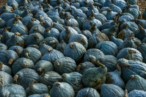 Photos Lots of Blue Hubbard Squashes (also called New England Blue Hubbard), one of them is really huge