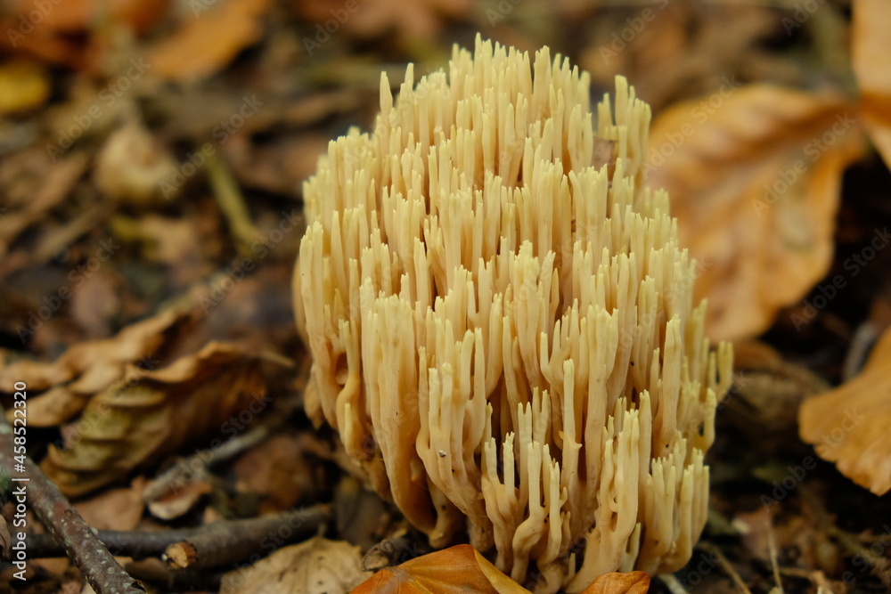 fungi fungi