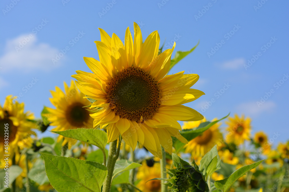 Sunflower field