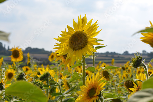 Sunflower field in agricultural landscape