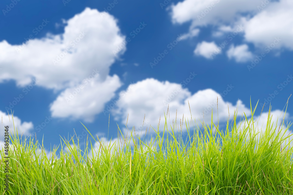 The beauty of green fields and white clouds floating in the blue sky on a clear day.