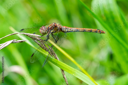 Female common darter dragonfly (Sympetrum striolatum) close up image