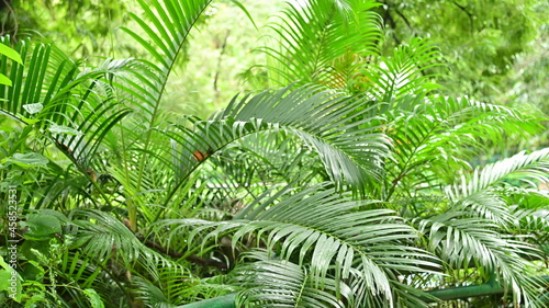 fern leaves