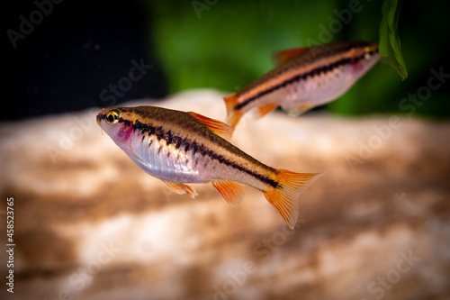 фотографія The beauty of Cherry Barb (Puntius titteya) in a macroscopic view