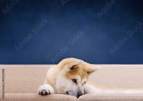 Sad dog Akina close-up face, resting on the couch. Akita Inu puppy. A beautiful young domestic dog.  photo