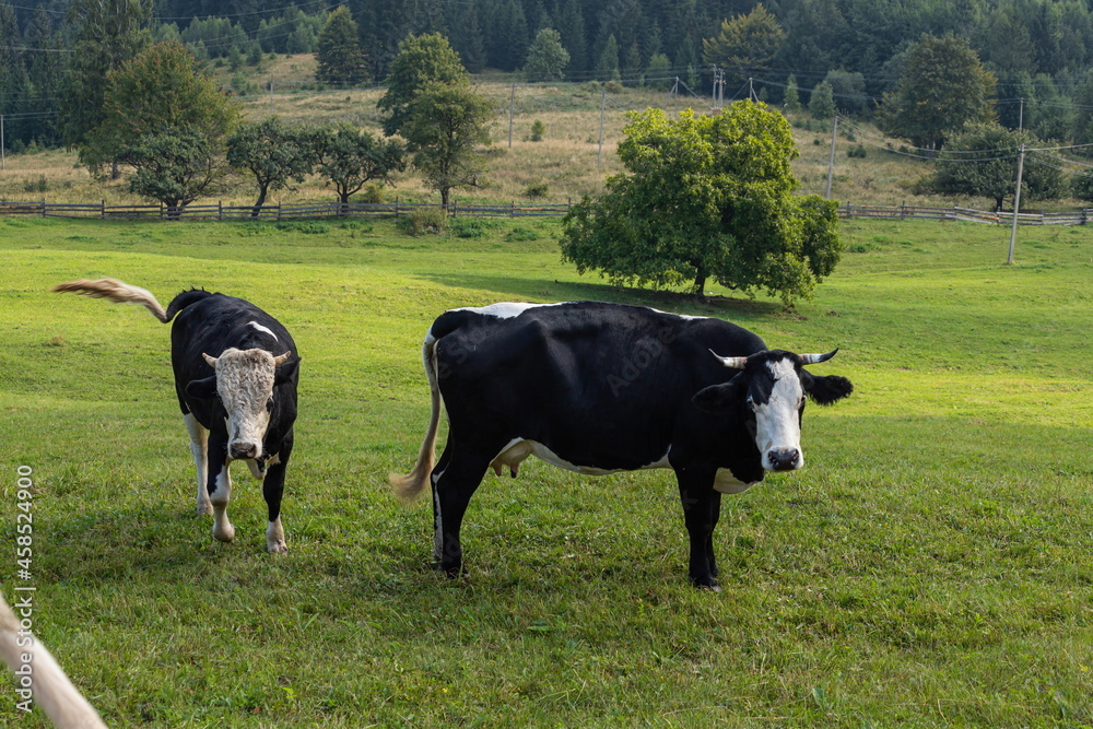 cows graze on the green grass of the mountain slope cows graze on the green grass of the mountain slope