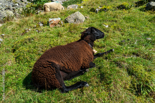 Single black sheep sitting down resting after grazing in the Swiss Alps. Sunny summer day, no people photo
