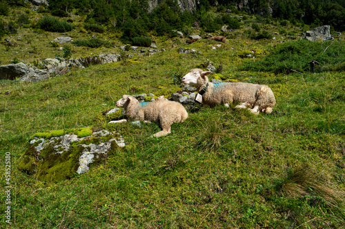 Couple of mature white sheep sitting down resting after grazing in the Swiss Alps. Sunny summer day, no people.