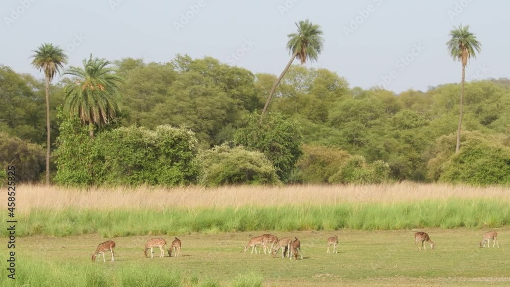 Wide shot of Spotted deer or Chital group or herd grazing green grass near rajbagh lake in natural scenic landscape backround at ranthambore national park or tiger reserve rajasthan India - axis axis Wide shot of Spotted deer or Chital group or herd grazing green grass near rajbagh lake in natural scenic landscape backround at ranthambore national park or tiger reserve rajasthan India - axis axis