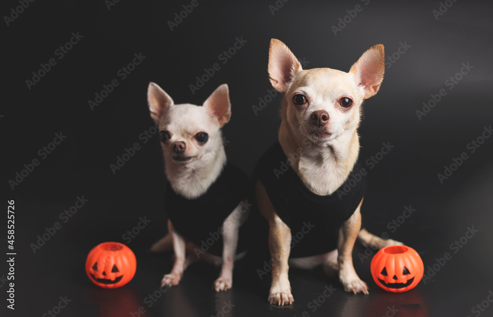 two different size short hair Chihuahua dogs sitting on black background with plastic halloween pumpkins. two different size short hair Chihuahua dogs sitting on black background with plastic halloween pumpkins.