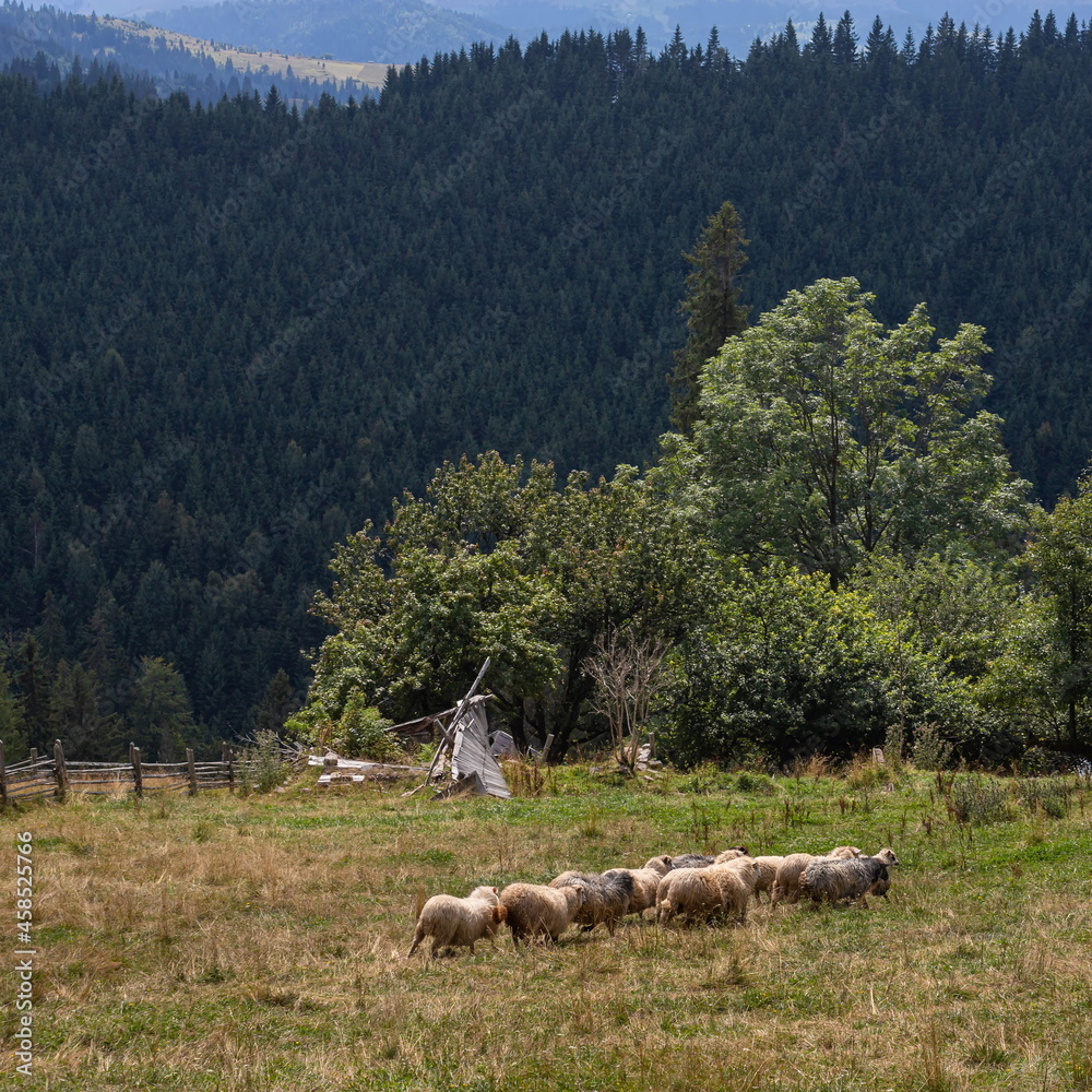Sheep on grazing near mountain village, Carpathian mountains, Lazeschyna, Ukraine at autumn day