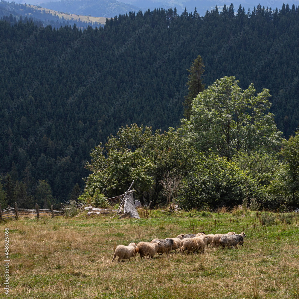 Sheep on grazing near mountain village, Carpathian mountains, Lazeschyna, Ukraine at autumn day Sheep on grazing near mountain village, Carpathian mountains, Lazeschyna, Ukraine at autumn day