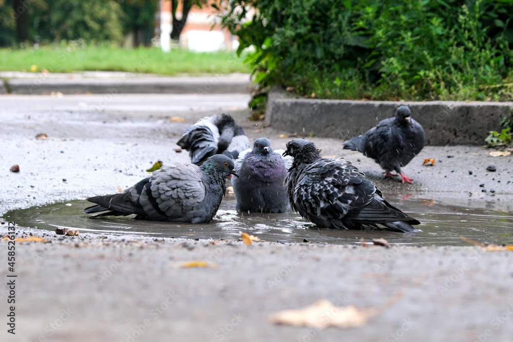 Fototapeta premium City pigeons swim in a puddle
