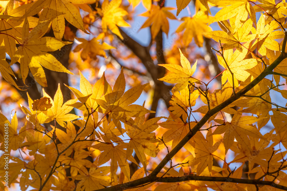 那須塩原 渓谷の紅葉 那須塩原 渓谷の紅葉