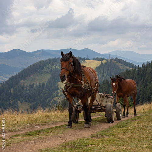 horse-drawn, going on a road in the Carpathian mountains. Ukraine © Oleh Marchak