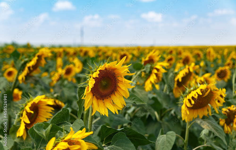 Agricultural field of blooming sunflowers. Panoramic view. Natural flowering background with blue sky.