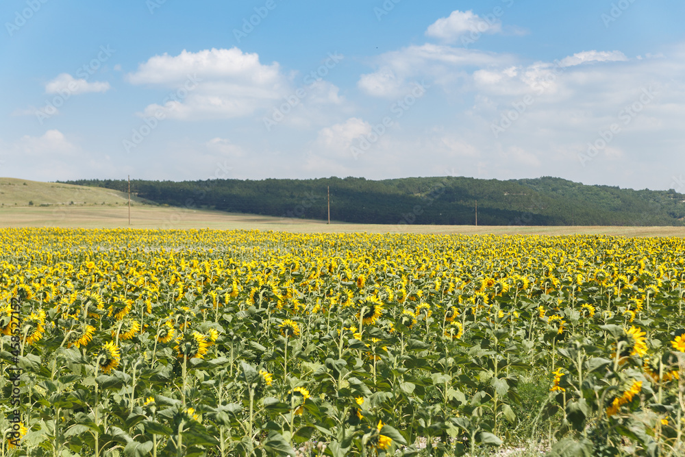 Agricultural field of blooming sunflowers. Panoramic view. Natural flowering background with blue sky. Agricultural field of blooming sunflowers. Panoramic view. Natural flowering background with blue sky.