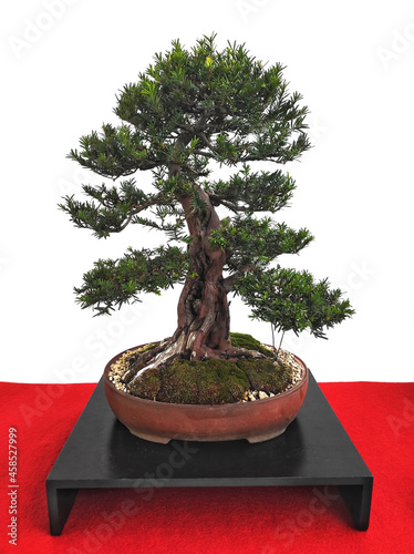 English yew in the pot, bonsai tree