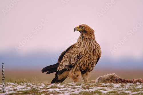 Obraz na płótnie Eastern Imperial Eagle on the ground w salonie