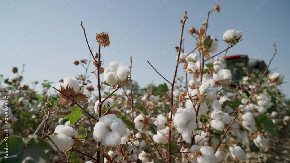Cotton field. A cotton harvester passes through a cotton field, a farmer collects the grown cotton crop. Cotton field. A cotton harvester passes through a cotton field, a farmer collects the grown cotton crop.