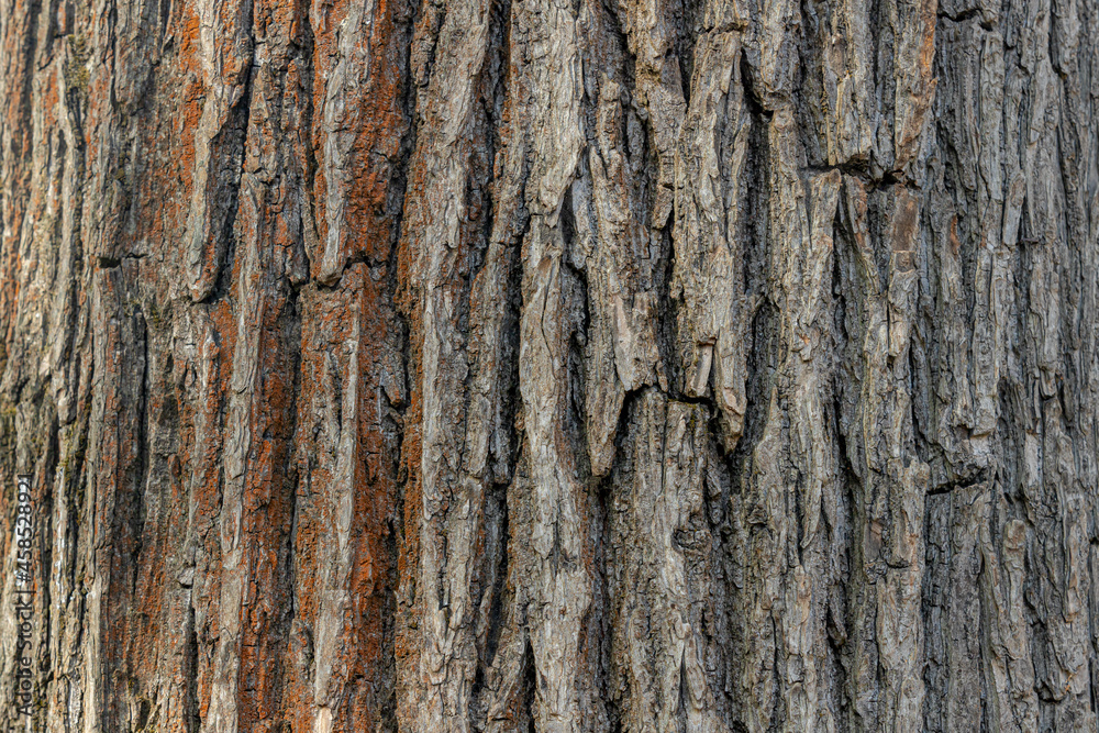 Abstract nature background, Wrinkles and uneven surface of thick tree bark in the forest, Details of cracked on tree trunk texture pattern background. Abstract nature background, Wrinkles and uneven surface of thick tree bark in the forest, Details of cracked on tree trunk texture pattern background.