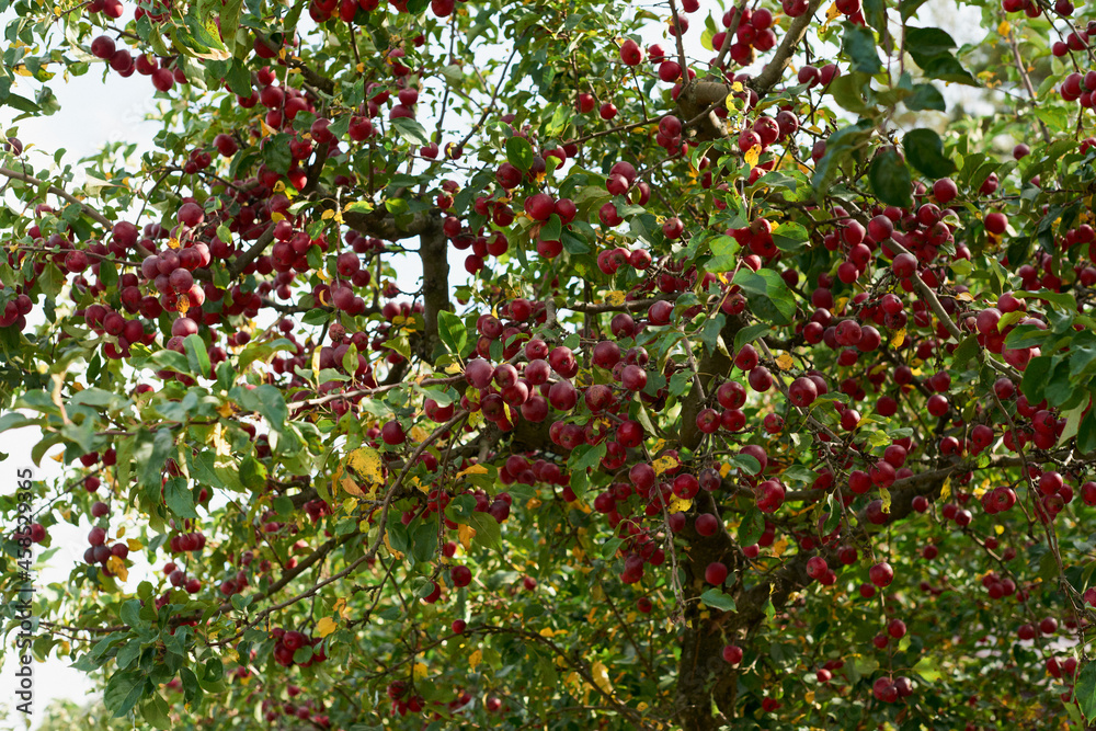 Fruits of a wild apple tree on a branch close-up. Branch with red apples. Fruits of a wild apple tree on a branch close-up. Branch with red apples.