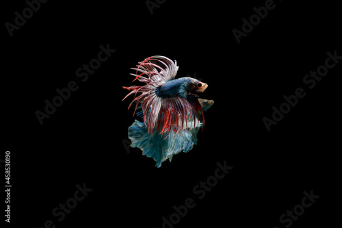 Beautiful fighting betta fish with Thai pattern.