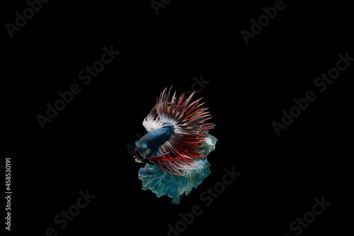 Beautiful fighting betta fish with Thai pattern.