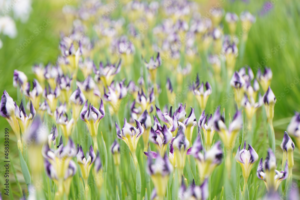 Fototapeta premium purple and white flowers