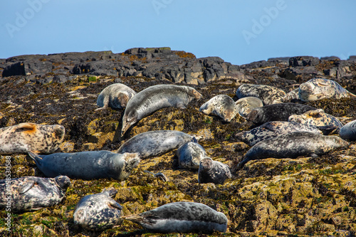 Grey Seals on the Farne Islands in the UK
