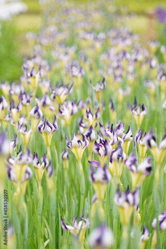 Naklejka premium field of flowers