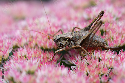 Closeup of the dark bush-cricket, Pholidoptera griseoaptera photo
