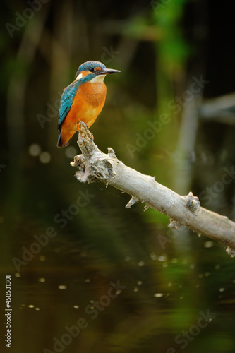 Common kingfisher perching over the river.