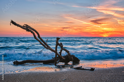 ld wood trunk snag in water at beach on beautiful sunset