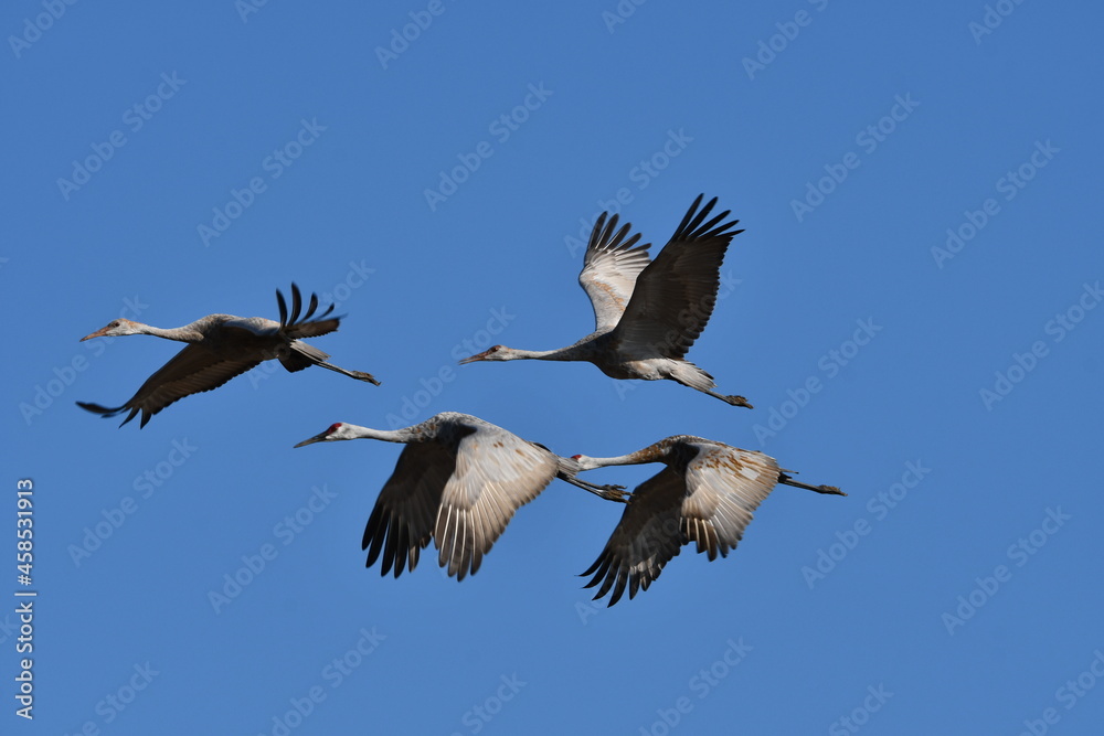 Obraz premium Sandhill Cranes in flight during fall migration