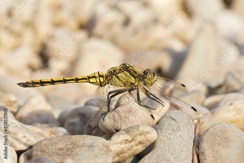 Closeup on the yellow female of the  southern skimmer dragonfly, Orthetrum brunneum photo