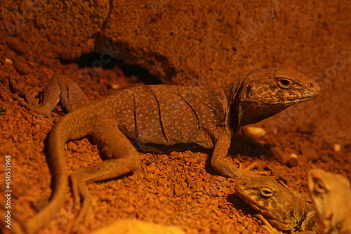 Closeup on a Great Basin collared lizard , Crotaphytus bicinctores photo