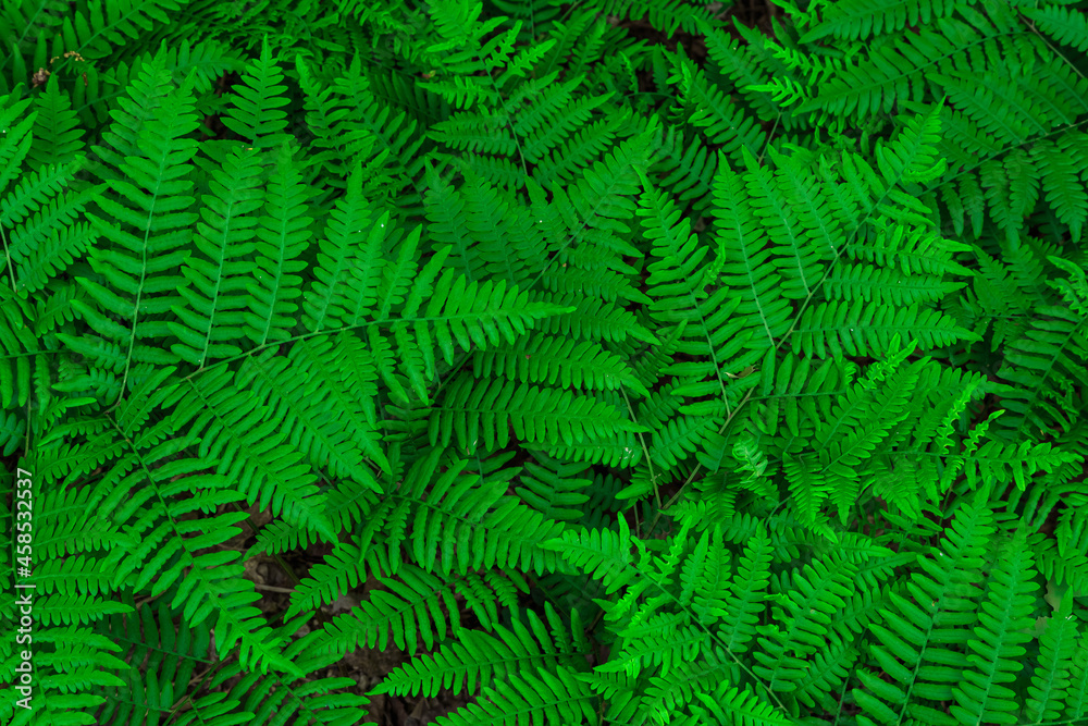 green fern leaf background