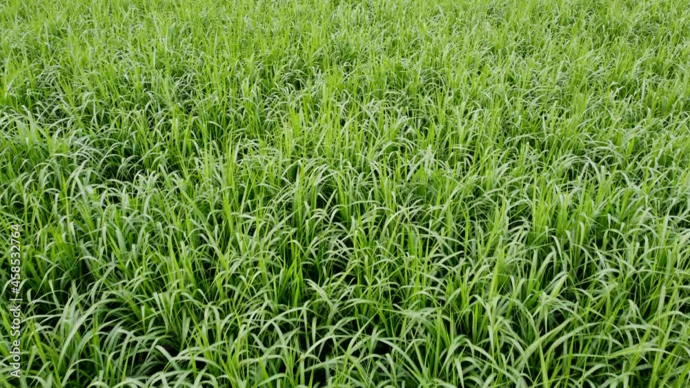 Drohnenaufnahme, Elefantengras in der Landwirtschaft Drohnenaufnahme, Elefantengras in der Landwirtschaft