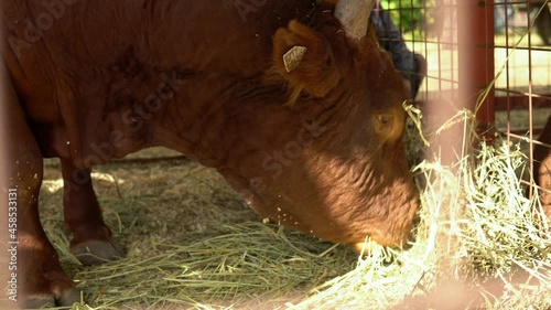 A brown bull in a cage eats dry hay. Farm animal photo