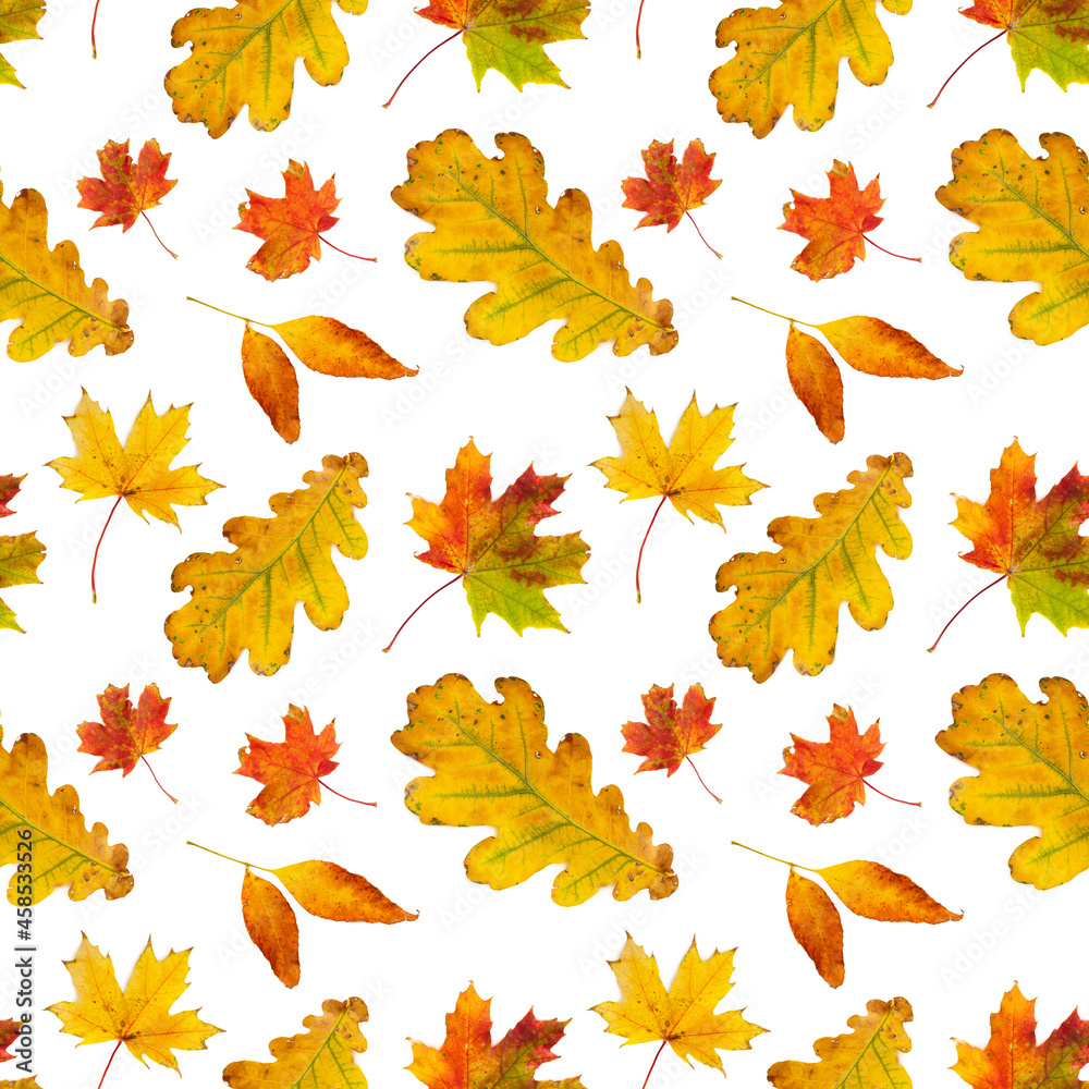 Fototapeta premium Seamless pattern with autumn leaves isolated on white