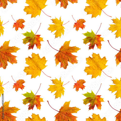 Seamless pattern with autumn maple leaves isolated on white