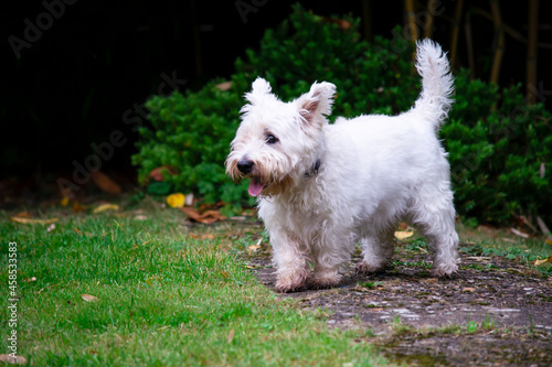 funny cute dog West Highland Terrier playing in the garden in summer 