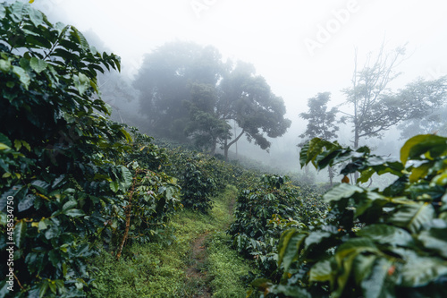 Coffee plantation in the misty forest in South Asia