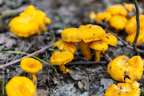 Field of yellow wild Chanterelles (Cantharellus) mushrooms growing in humid undergrowth in a forest in Poland.