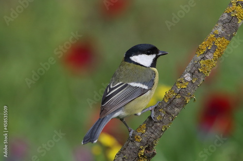 a great tit or parus major perched on branch on a beautiful background. 