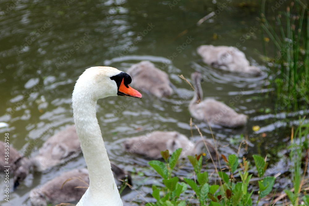 A family of swans with small gray swan children swims in the lake water A family of swans with small gray swan children swims in the lake water