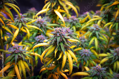 cannabis buds on a bush with yellow leaves ready to harvest