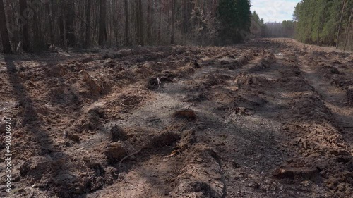 Wallpaper Mural 4k video footage of area of deforestation of vegetation in pine forest. Empty deserted soil with cutted stumps of trees Torontodigital.ca