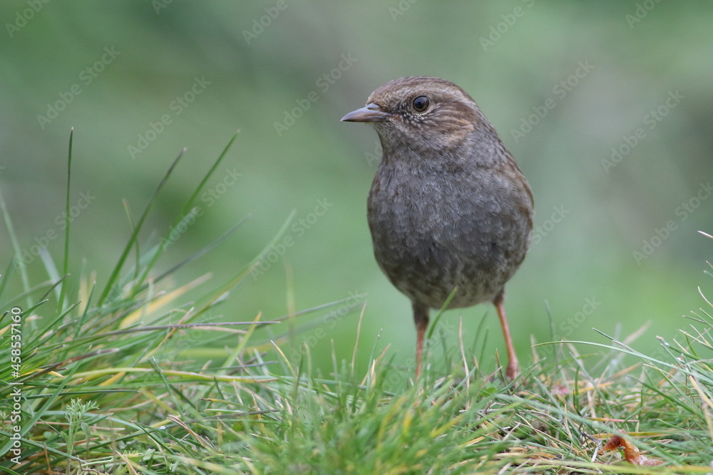 A dunnock bird on the ground in spring A dunnock bird on the ground in spring